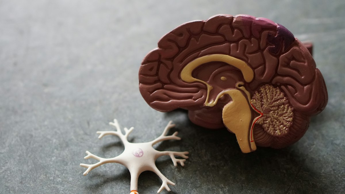 fMRI and Neuroimaging: Separating Legitimate Brain Mapping from Neuromyths and Voodoo Correlations